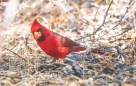 Northern Cardinal - Roter Kardinal