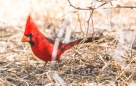 Northern Cardinal - Roter Kardinal