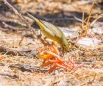 Orange-crowned Warbler - Orangefleck-Waldsänger