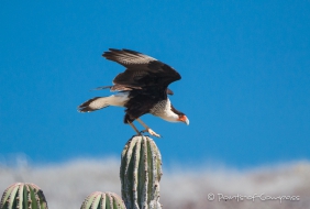 Crested Caracara - Karibik-Karakara