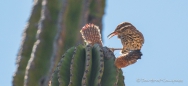 Cactus Wren - Kakteen Zaunkönig