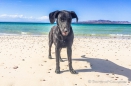"unser" Strandhund am Playa Tecolote