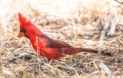 Northern Cardinal - Roter Kardinal