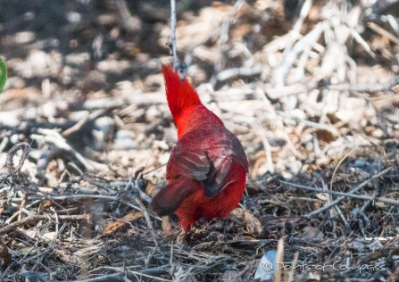 Northern Cardinal - Roter Kardinal