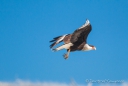 Crested Caracara - Karibik-Karakara