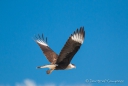 Crested Caracara - Karibik-Karakara