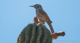 Cactus Wren - Kakteen Zaunkönig