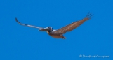 Auch die Pelikane fliegen wieder vorbei!