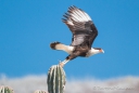 Crested Caracara - Karibik-Karakara