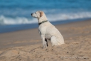 unser Surfhund, bei dem wir leider verpasst haben seine Wellensprünge zu fotografieren... hier ist er bereits in der Erholungsphase ...