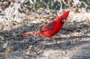 Northern Cardinal - Roter Kardinal