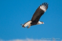 Crested Caracara - Karibik-Karakara