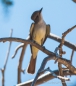 Cassins‘s Kingbird - Cassinkönigstyrann