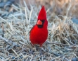 Northern Cardinal - Roter Kardinal