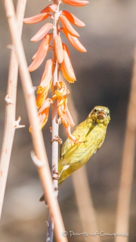 Orange-crowned Warbler - Orangefleck-Waldsänger