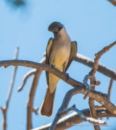 Cassins‘s Kingbird - Cassinkönigstyrann