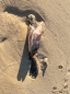 auch das gehört zum Leben ... eine verstorbene Meeresschildkröte am Strand
