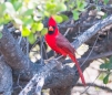 Northern Cardinal - Roter Kardinal