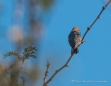 Cactus Wren - Kakteen Zaunkönig