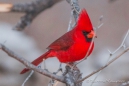 Northern Cardinal - Roter Kardinal