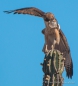 Red tailed Hawk - Magellanbussard im Kampf mit einer Schlange - Leben und Überleben