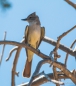 Cassins‘s Kingbird - Cassinkönigstyrann