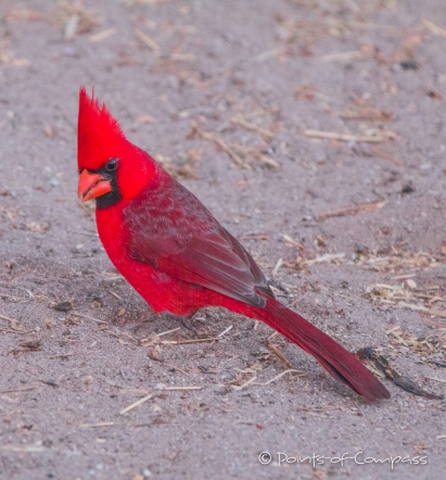 Northern Cardinal - Roter Kardinal