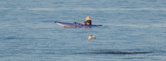 der Stachelrochen springt fast direkt vor dem Boot aus dem Wasser