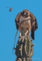 Red tailed Hawk - Magellanbussard im Kampf mit einer Schlange - Leben und Überleben