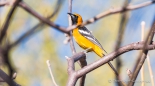 Die Hooded Oriole - der Pirol leuchtet mit seinem gelben Federkleid