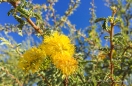 die Mimosen blühen