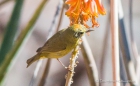 Orange-crowned Warbler - Orangefleck-Waldsänger