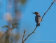 Cactus Wren - Kakteen Zaunkönig