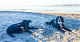 Luke mit "unserem" Strandhund