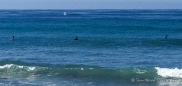 Toll für uns Zuschauer ... im Vordergrund die Surfer ... im Hintergrund die vorbeiziehenden Grauwale ...