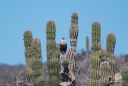 Crested Caracara - Karibik-Karakara