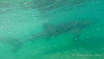 Die Walhaie vor La Paz erreichen eine Länge von 7 bis 12 Metern