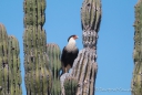 Crested Caracara - Karibik-Karakara