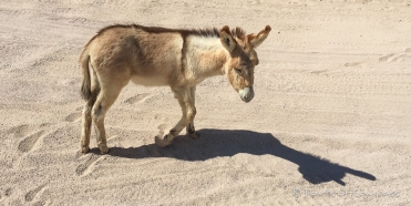 El Burro poccolino ...