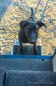 "unser" Strandhund ist neugierig... aber er ist von selbst auf der Treppe stehen geblieben
