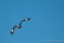 Crested Caracara - Karibik-Karakara