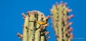 Die Hooded Oriole - der Pirol leuchtet mit seinem gelben Federkleid