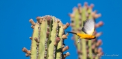 Die Hooded Oriole - der Pirol leuchtet mit seinem gelben Federkleid