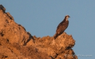 Osprey - Fischadler im Abendlicht