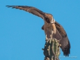 Red tailed Hawk - Magellanbussard im Kampf mit einer Schlange - Leben und Überleben