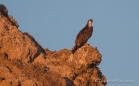 Osprey - Fischadler im Abendlicht