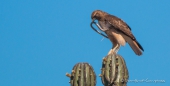 Red tailed Hawk - Magellanbussard im Kampf mit einer Schlange - Leben und Überleben