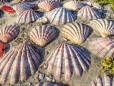 Shell-Muscheln in allen Größen