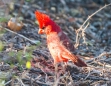 Northern Cardinal - Roter Kardinal