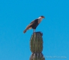 Caracara